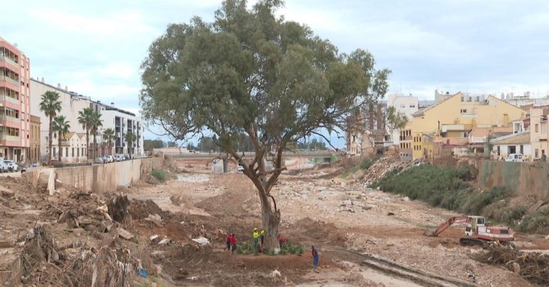 L’eucaliptus centenari del barranc, finalista en el concurs nacional d’Arbre de l’Any 2026